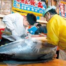 한 마리에 2억2000만원, 짠 江에서 ‘보석’을 낚는다 [관준이형,범식이 필독하삼] 이미지