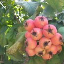 나무약품(주) 이미지