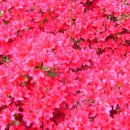 시골마당 이미지