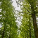 용지호수공원 Daum카페