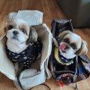 푸른종합동물병원 이미지