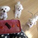 갑식이맘보 | 오늘은 '갑식이맘보' 수제간식샵에 다녀왔어요