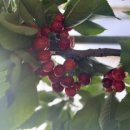 대련농장 이미지