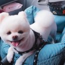 도도네 개집 이미지