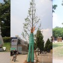 서울숲6 이미지