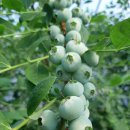 산내들농장 이미지