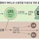 L 글루타민 효과 및 부작용 (근육, 과다복용) 이미지