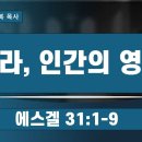2026.1.4 (에스겔)보라, 인간의 영광 겔31:1-9 필라교회 (031-423-9190)양향복목사 (1분전저자, 1분전NOW저자) 이미지