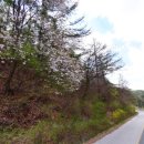 녹전로(녹전면) 이미지