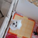 낑깡이랑 이미지