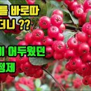 파라칸다-이 열매를 먹으면, 축처진 몸에 원기가 회복되고, 강한남성이 되며, 여성불감증, 갱년기장애를 다스린다, 비장과 위장기능이 강화 이미지