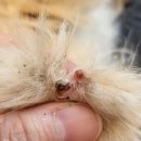 제주냐옹실 고양이미용 이미지