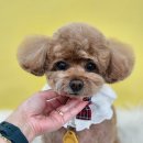 그루미뇽 이미지