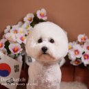 동동 애견 미용 이미지