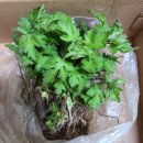 국화다방 이미지