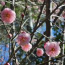 산수정 이미지