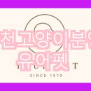유어펫 네이버블로그
