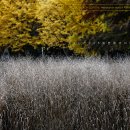 산들바람 이미지