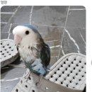 미견미묘 네이버블로그
