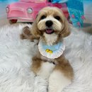 도그유토피아 살롱 이미지