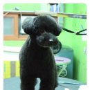 코지펫살롱 이미지