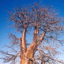 바오밥나무기타 이미지