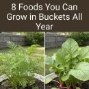 양동이 재배, 버킷에서 1년 내내 재배할 수 있는 8가지 식물 이미지