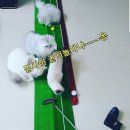 마닐라골프 해외 골프여행 골프항공커버 리젠시 아주 괜츈!!