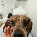 스타일 멍멍 | 해운대애견미용 멍멍부띠끄 푸들