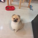 도리도리펫샵 이미지