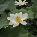 백련주유소 이미지