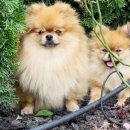 낼름 낼름 이미지