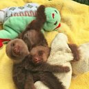 나무늘보 이미지