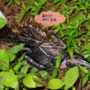 조진사고가 이미지