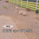 참나눔염소목장 | 대관령 순수양떼목장 - 대관령/삼양/하늘 양떼목장 비교, 애견동반 후기, 카페, 입장료 총정리