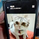계산2동 | 고양이탐정 김광진 후기 인천 계양구 계산동 빌라에서 실종된 스코티시폴드 고양이 10분경 발견 무사히...