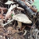 싸리버섯산행 자연산버섯 야생버섯-자연산약초 - 이미지