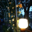 중랑천 뚝방길 (옥외22) | 중랑천 장미축제 서울장미축제 2탄! 밤풍경