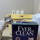 에버크린 | [고양이] 에버크린 업그레이드 포뮬라 엑스트라 클럼프 후기~