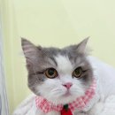 미야옹실 이미지