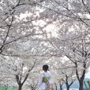 세천로3길 | [대구/다사] 봄 벚꽃 즐기기 좋은 산책 명소 추천, 세천늪테마정원 벚꽃 후기