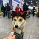 (주)케이소프트 | 2025 메가주 케이펫페어 일산 킨텍스 주차 오픈런 후기