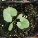 배동문농장 이미지