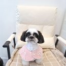 아름답개 이미지