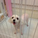 미니 & 바니 애견샵 이미지