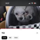 달구네제육쌈밥, 생삼겹 네이버블로그