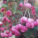 히요도리(압앵)-Kiku-zakura’ (chrysanthemum cherry)-鵯桜(히요도리자쿠라） 이미지