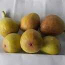 솔향기마을 이미지