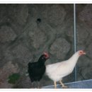 바다요정 이미지