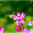 코스모스드림 이미지